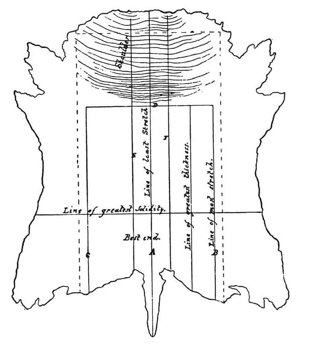 Parts of a Hide used to Manufacture Best Belting